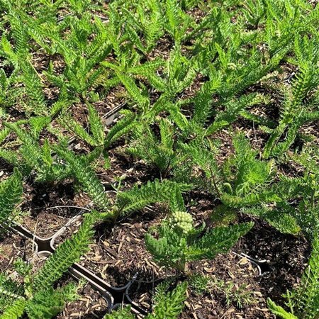 Achillea m. Milly Rock Red geen maat specificatie 0,55L/P9cm - afbeelding 2
