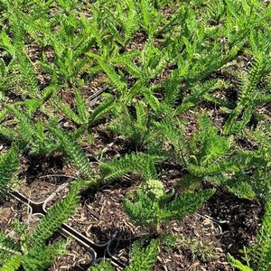 Achillea m. Milly Rock Red geen maat specificatie 0,55L/P9cm - afbeelding 2