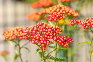 Achillea m. 'Paprika' geen maat specificatie 0,55L/P9cm