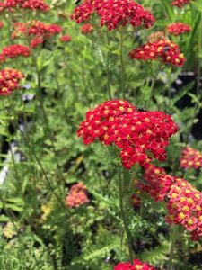 Achillea m. 'Paprika' geen maat specificatie 0,55L/P9cm - afbeelding 4