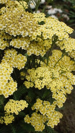 Achillea m. 'Sunny Seduction' geen maat specificatie 0,55L/P9cm - afbeelding 1