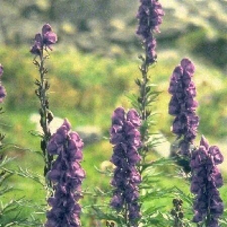Aconitum napellus geen maat specificatie 0,55L/P9cm - afbeelding 4