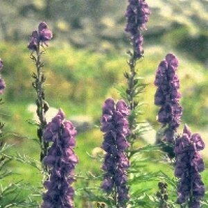 Aconitum napellus geen maat specificatie 0,55L/P9cm - afbeelding 4