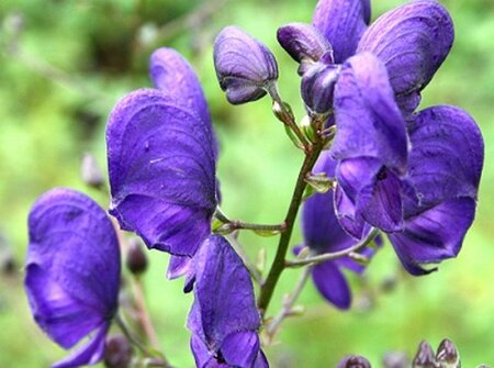 Aconitum napellus geen maat specificatie 0,55L/P9cm - afbeelding 5