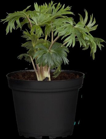 Aconitum napellus geen maat specificatie 0,55L/P9cm - afbeelding 3