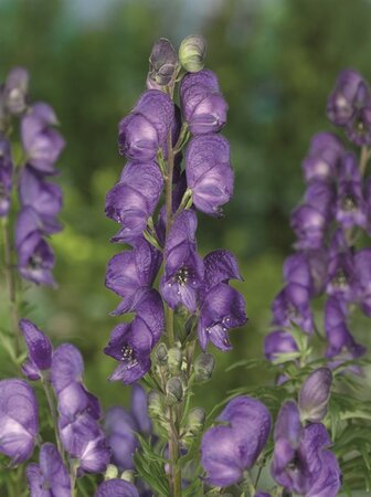 Aconitum napellus geen maat specificatie 0,55L/P9cm - afbeelding 6