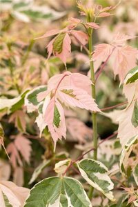 Acer negundo 'Flamingo' 10-12 Hoogstam wortelgoed