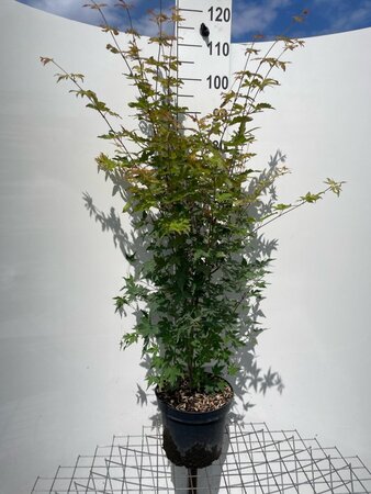 Acer palmatum 100-125 cm cont. 7,5L - afbeelding 1