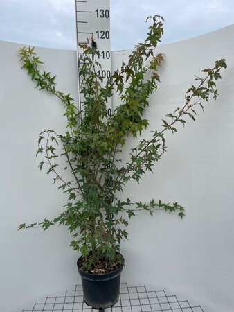 Acer palmatum 100-125 cm cont. 7,5L - afbeelding 3