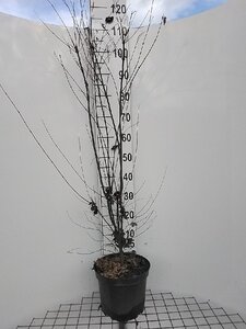 Acer palmatum 100-125 cm cont. 7,5L - afbeelding 2