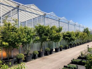 Acer palmatum 250-300 cm container meerstammig