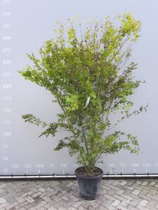 Acer palmatum 250-300 cm draadkluit meerstammig