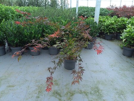 Acer pal. 'Atropurpureum' 80-100 cm cont. 10L
