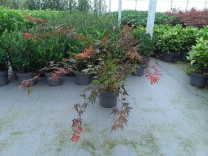 Acer pal. 'Atropurpureum' 80-100 cm cont. 10L