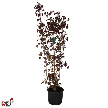 Acer plat. 'Crimson Sentry' 125-150 cm cont. 15L