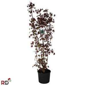 Acer plat. 'Crimson Sentry' 125-150 cm cont. 15L