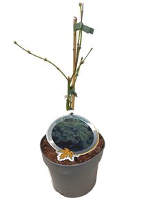 Acer pal. 'Dissectum' 30-40 cm cont. 3,0L