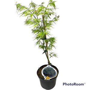 Acer pal. 'Dissectum' 30-40 cm cont. 3,0L - afbeelding 2