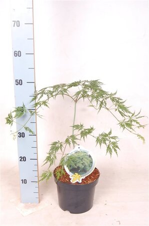 Acer pal. 'Dissectum' 30-40 cm cont. 3,0L - afbeelding 3