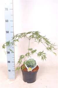 Acer pal. 'Dissectum' 30-40 cm cont. 3,0L - afbeelding 3