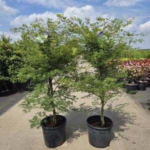 Acer pal. 'Emerald Lace' 100-125 cm cont. 20L