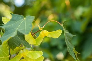 Acer platanoides 12-14 Hoogstam wortelgoed 2 X verplant