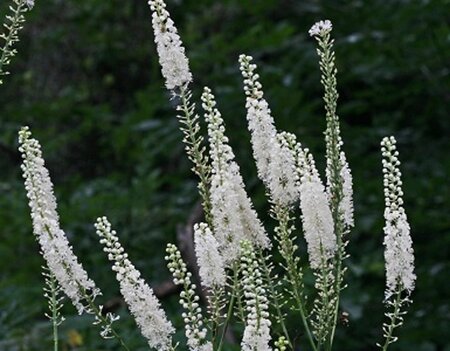 Actaea racemosa= Cimicifuga ramosa geen maat specificatie 0,55L/P9cm