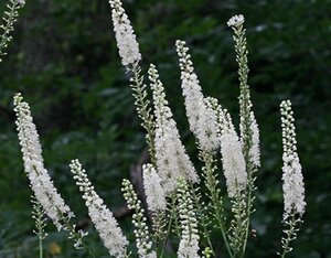 Actaea racemosa= Cimicifuga ramosa geen maat specificatie 0,55L/P9cm