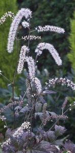 Actaea racemosa 'Queen of Sheba' geen maat specificatie 0,55L/P9cm - afbeelding 2