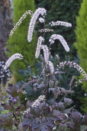 Actaea racemosa 'Queen of Sheba' geen maat specificatie 0,55L/P9cm - afbeelding 1
