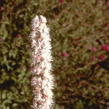 Actaea simp. 'Atropurpurea' geen maat specificatie 0,55L/P9cm - afbeelding 3