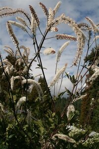 Actaea simp. 'Atropurpurea' geen maat specificatie 0,55L/P9cm - afbeelding 4