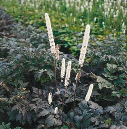 Actaea simp. 'Atropurpurea' geen maat specificatie 0,55L/P9cm - afbeelding 5