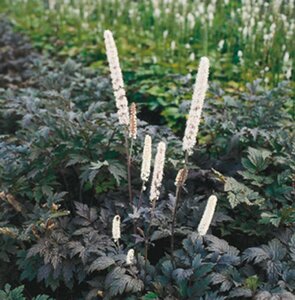 Actaea simp. 'Atropurpurea' geen maat specificatie 0,55L/P9cm - afbeelding 5
