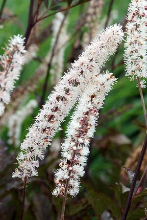 Actaea simp. 'Black Negligee' geen maat specificatie 0,55L/P9cm - afbeelding 2