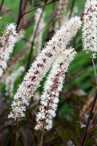 Actaea simp. 'Black Negligee' geen maat specificatie 0,55L/P9cm - afbeelding 2
