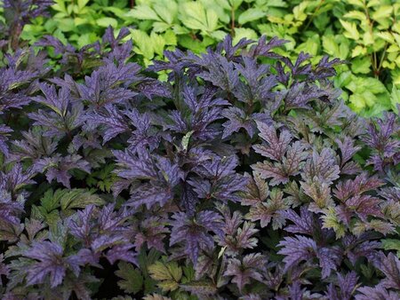 Actaea simp. 'Black Negligee' geen maat specificatie 0,55L/P9cm - afbeelding 3