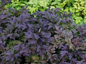 Actaea simp. 'Black Negligee' geen maat specificatie 0,55L/P9cm - afbeelding 3