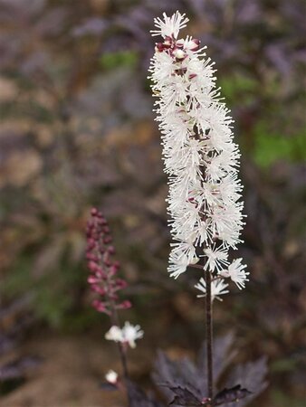Actaea simp. 'Black Negligee' geen maat specificatie 0,55L/P9cm - afbeelding 4