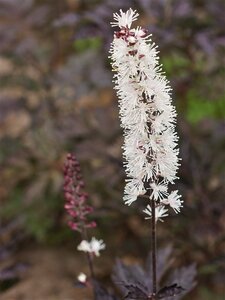 Actaea simp. 'Black Negligee' geen maat specificatie 0,55L/P9cm - afbeelding 4