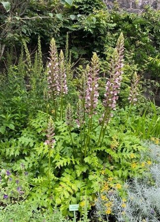 Acanthus spinosus geen maat specificatie 0,55L/P9cm