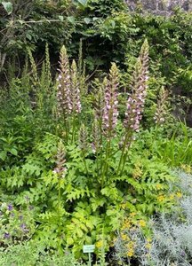 Acanthus spinosus geen maat specificatie 0,55L/P9cm