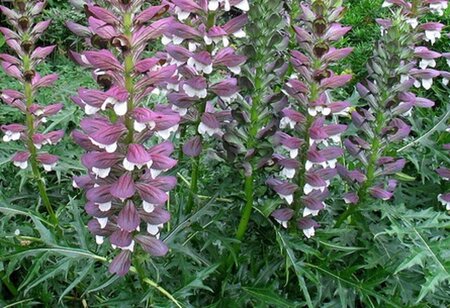 Acanthus spinosus geen maat specificatie 0,55L/P9cm - afbeelding 2