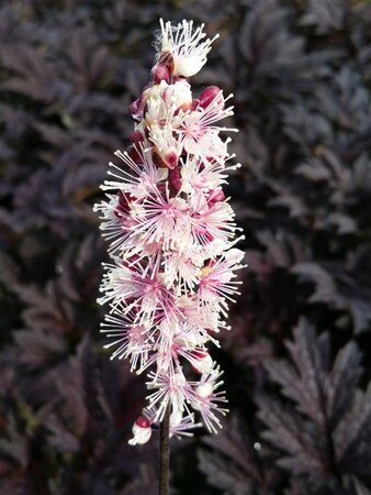 Actaea simp. 'Pink Spike' geen maat specificatie 0,55L/P9cm - afbeelding 2