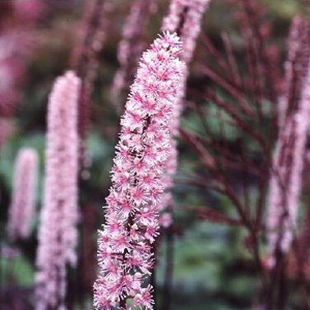 Actaea simp. 'Pink Spike' geen maat specificatie 0,55L/P9cm - afbeelding 3