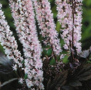 Actaea simp. 'Pink Spike' geen maat specificatie 0,55L/P9cm - afbeelding 4