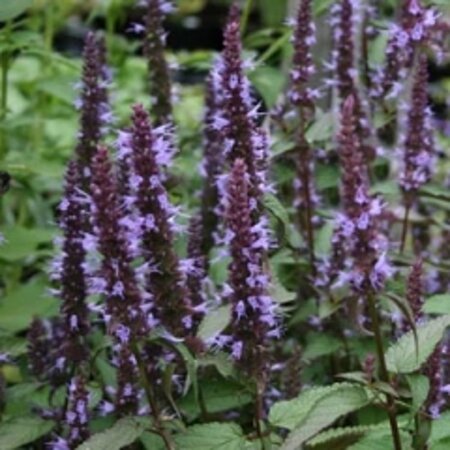 Agastache 'After Eight' geen maat specificatie 0,55L/P9cm
