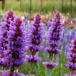 Agastache 'Blue Boa' geen maat specificatie 0,55L/P9cm - afbeelding 6