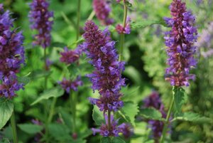 Agastache 'Blue Boa' geen maat specificatie 0,55L/P9cm - afbeelding 7