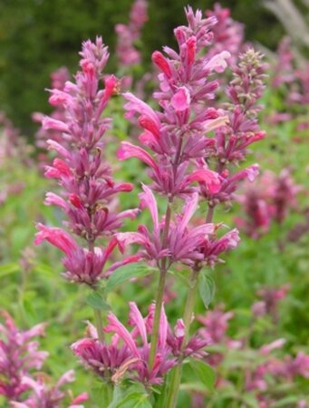 Agastache mex. 'Red Fortune' geen maat specificatie 0,55L/P9cm - afbeelding 3